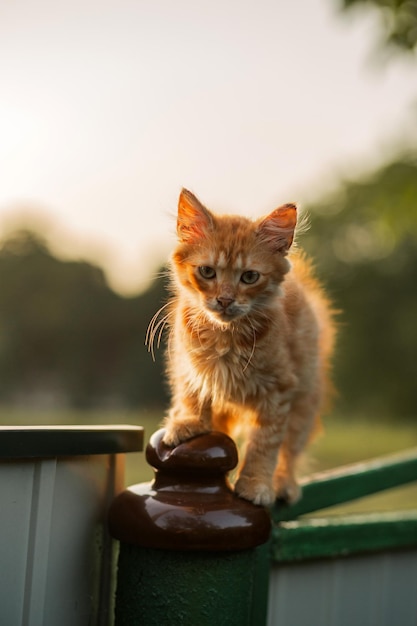 Flauschige rote Katze sitzt auf dem Tor und schaut in die Kamera Zoohandlung Tierhaltung Haustiere