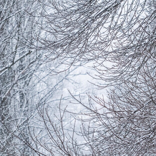 Flauschige schneebedeckte Bäume verzweigen sich Naturlandschaft mit weißem Schnee Schneefall im Winterpark