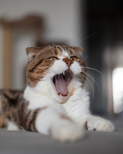 Flauschige schottische Katze liegt auf dem Sofa im Zimmer