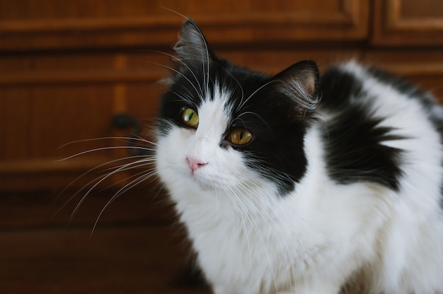 Flauschige Schwarzweiss-Katze