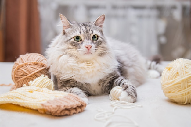 Flauschige süße graue Katze spielt Spaß mit Knäueln aus verhedderten Fäden, liegt zwischen den Strängen