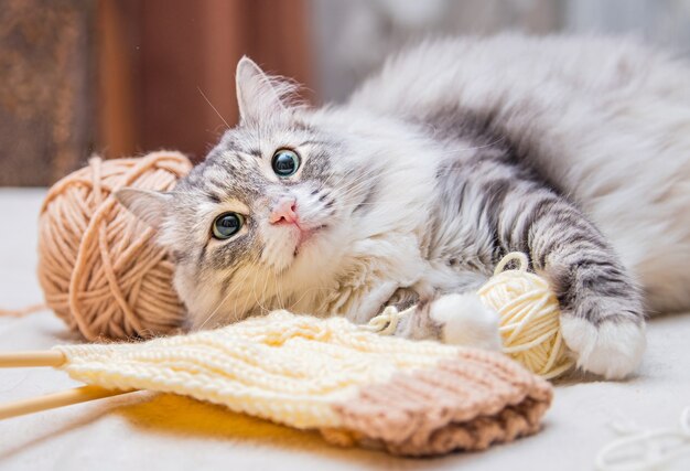 Flauschige süße graue Katze spielt Spaß mit Knäueln aus verhedderten Fäden, liegt zwischen den Strängen