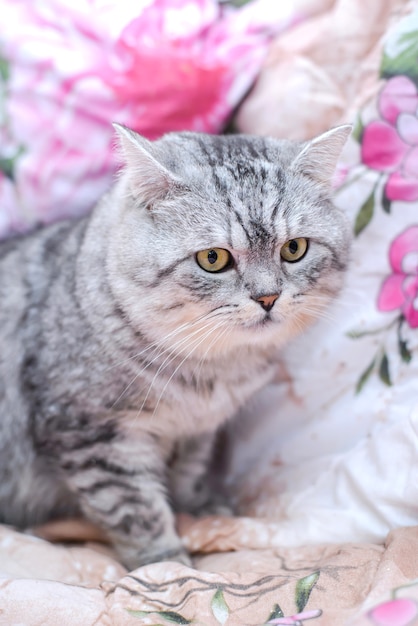 Flauschige süße schöne ernsthafte ernsthafte graue Katze mit großer Schnauze