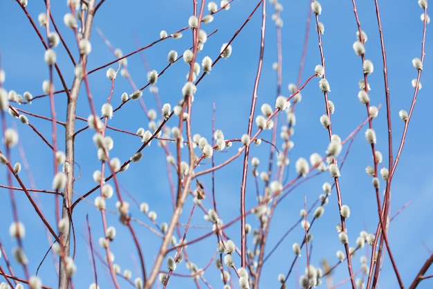 Flauschige Weidenzweige blühten im Frühling bis Ostern auf der Oberfläche des blauen Himmels