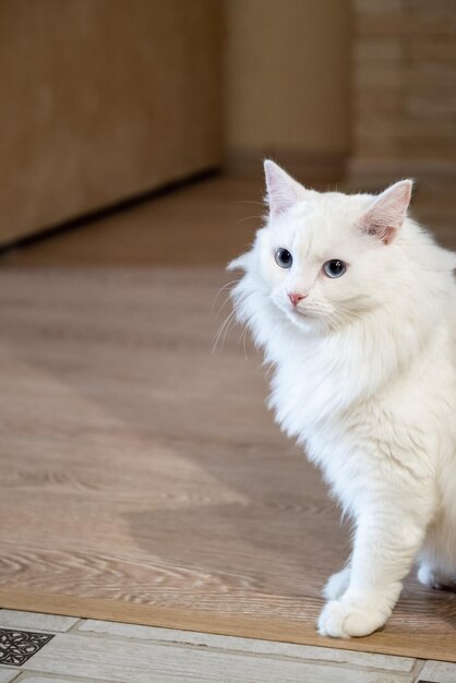 Foto flauschige weiße katze mit blauen augen im zimmer