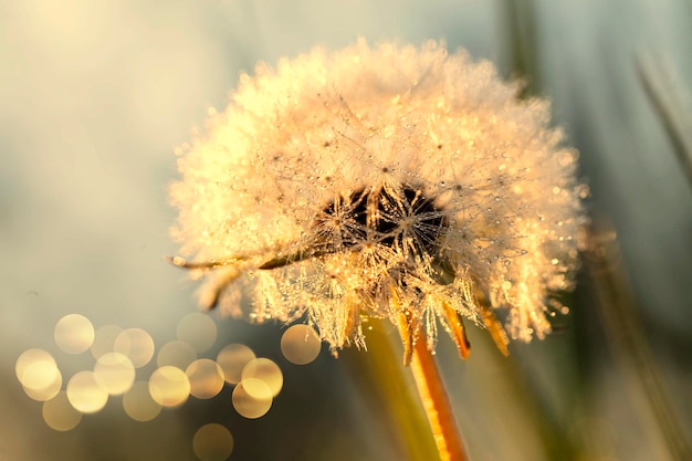 Flauschige weiße Löwenzahn-Nahaufnahme mit goldenen Bokeh-Flecken