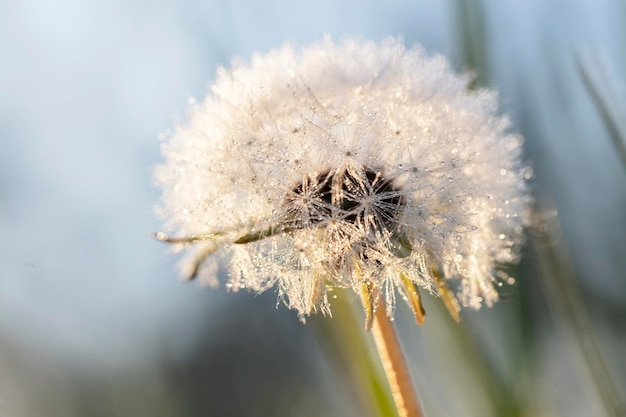 Flauschige weiße Löwenzahn-Nahaufnahme