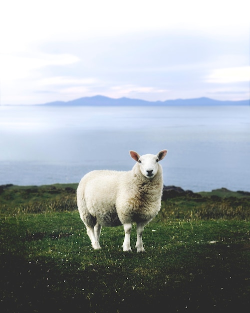 Flauschige weiße Schafe im Grasland von UK