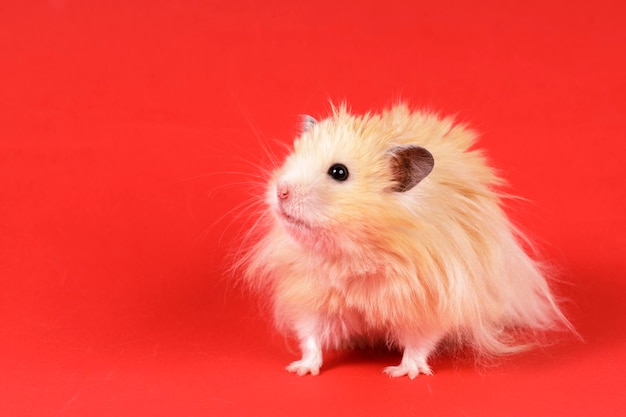 Flauschiger Angora-Hamster auf rotem Grund