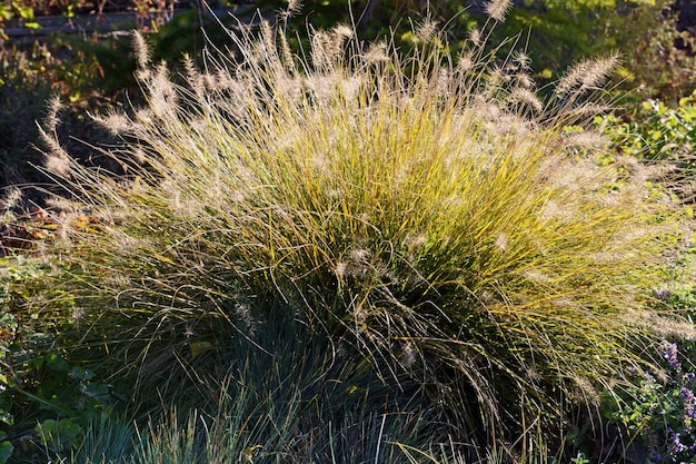 Flauschiger Busch aus nächster Nähe