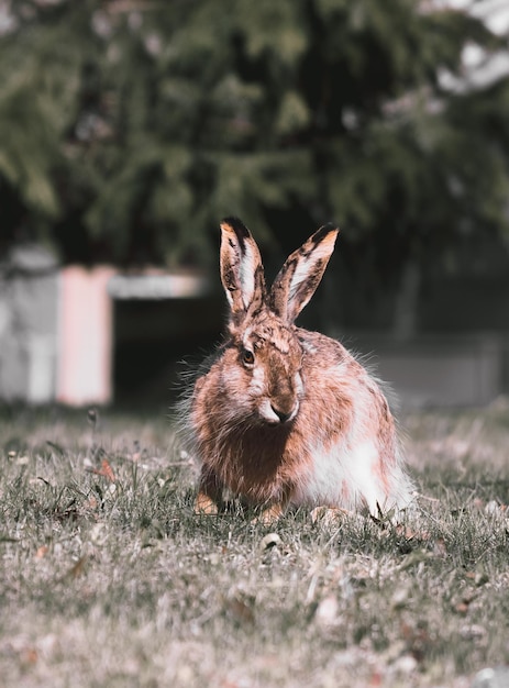 Flauschiger Feldhase sitzt im Gras