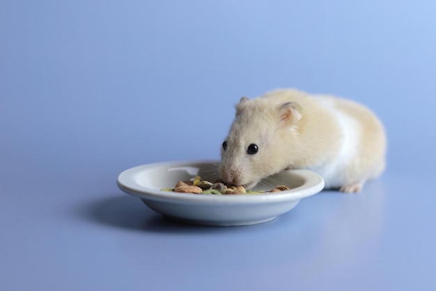 Flauschiger Hamster, der Trockenfutter von seinem blauen Hintergrundkopierraum isst