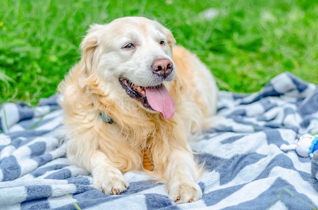 Flauschiger Labrador-Hund liegt auf einer Decke im Park Rest der Haustiere