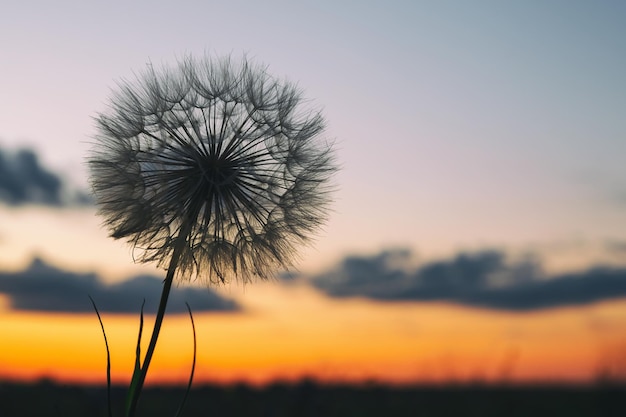 Flauschiger Löwenzahn auf dem Hintergrund des bunten Sonnenunterganghimmels