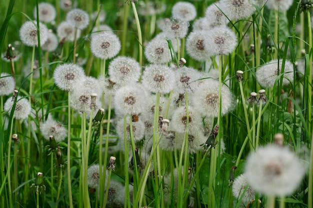 Flauschiger Löwenzahn im grünen Gras Frühlingsnaturhintergrund