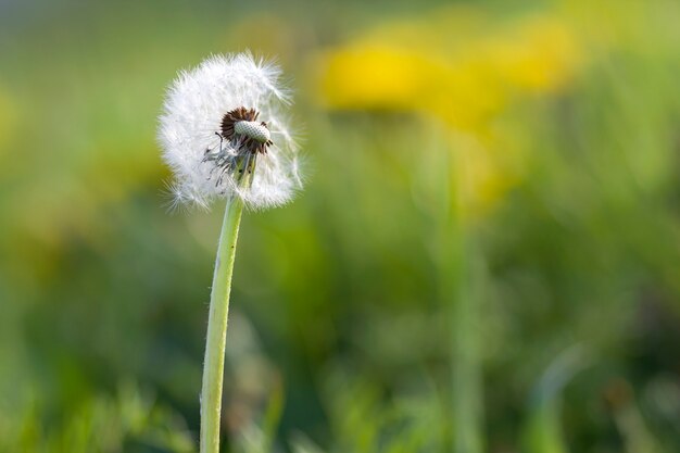 flauschiger Löwenzahn mit hellweißen Samen