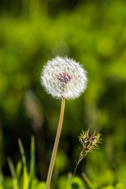 Flauschiger löwenzahn nahaufnahme