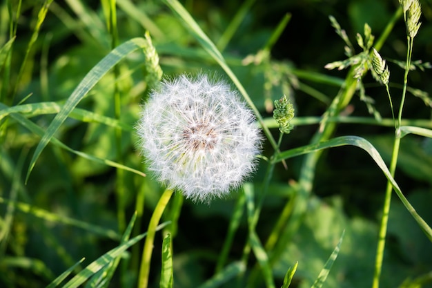 Flauschiger Löwenzahnkopf auf dem Hintergrund des grünen Grases, Nahaufnahme.