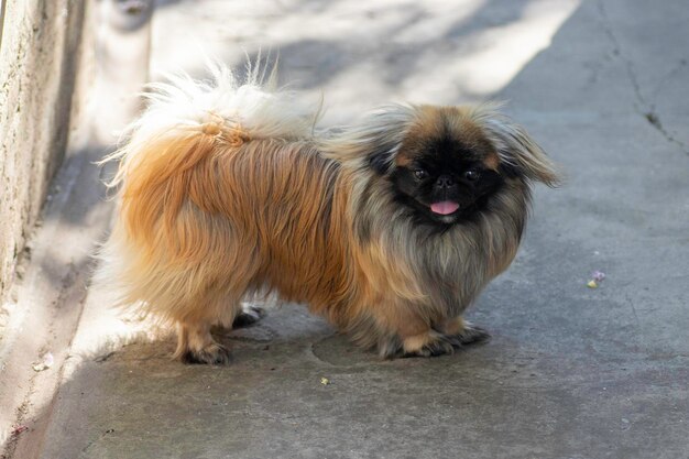 flauschiger süßer roter Pekingese-Hund ist ein sehr süßer Vorrat