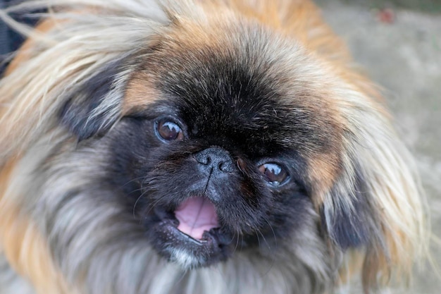 flauschiger süßer roter Pekingese-Hund ist ein sehr süßer Vorrat