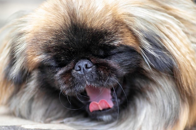 flauschiger süßer roter Pekingese-Hund ist ein sehr süßer Vorrat