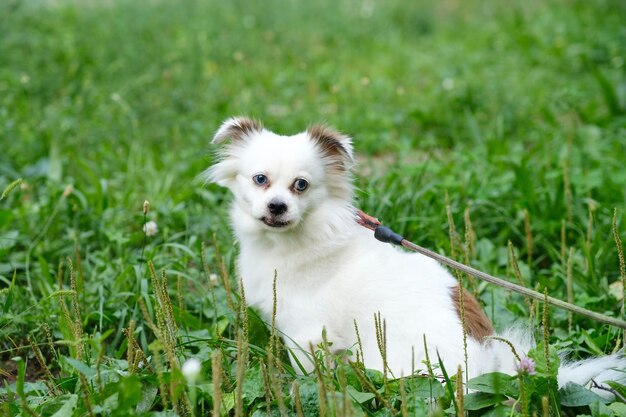 Flauschiger weißer Hund auf Spaziergang im Sommer Halbblutspitz im grünen Gras