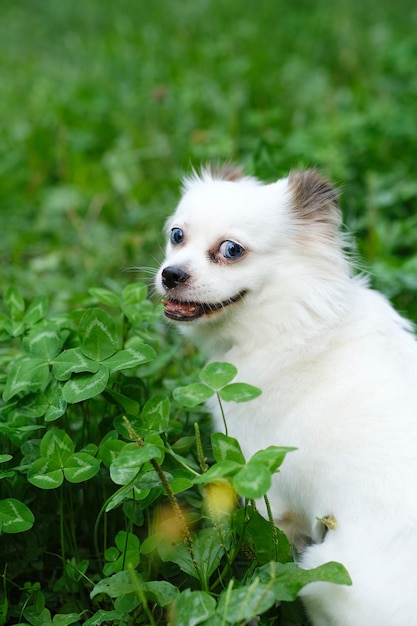 Flauschiger weißer Hund auf Spaziergang im Sommer Halbblutspitz im grünen Gras