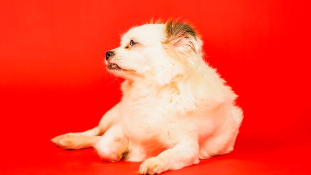 Flauschiger weißer Hund, der auf rotem Hintergrund liegt Entspannter Spitz, der aus Langeweile gähnt