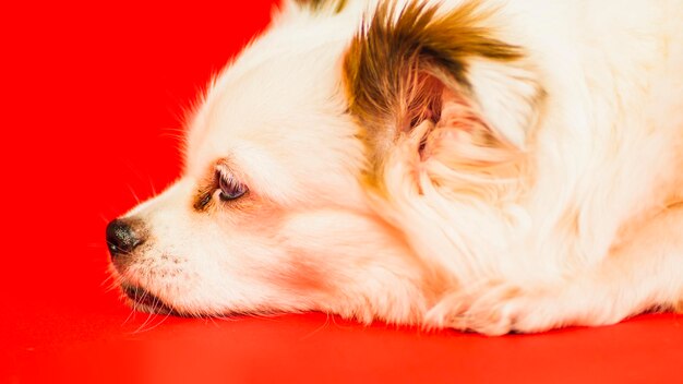 Flauschiger weißer Hund, der auf rotem Hintergrund liegt Entspannter Spitz, der im Studio ruht