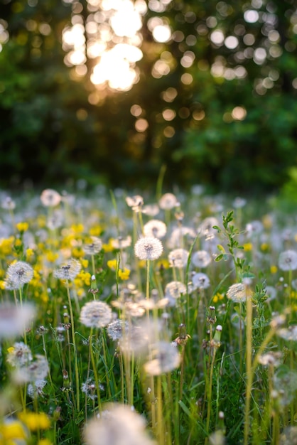 Flauschiger weißer Löwenzahn auf einem Feld im Licht eines Sommersonnenuntergangs