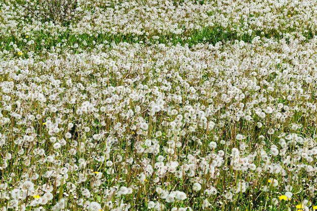 Flauschiger weißer Löwenzahn und grünes Gras auf dem Feld. Eine Nahaufnahme einer Quelle mit einer geringen Schärfentiefe