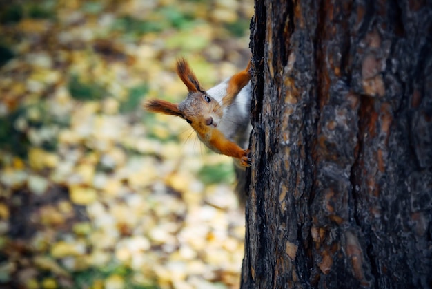 Flauschiges Eichhörnchen auf einem Baum im Stadtpark oder Wald verschwommener Herbsthintergrund Nahaufnahme