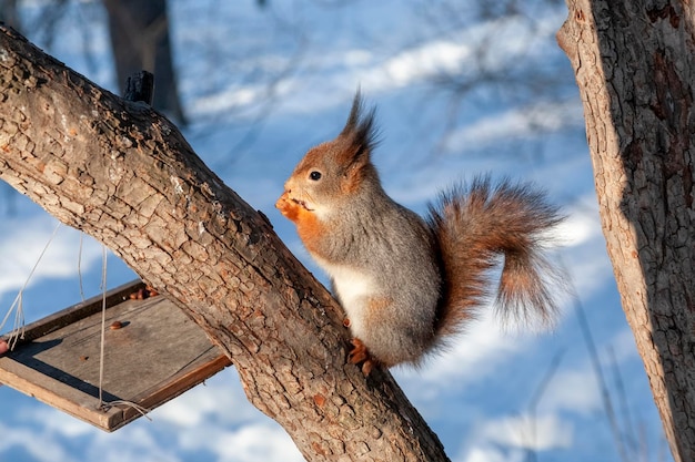 Flauschiges Eichhörnchen isst eine Nuss, die im Winter auf einem Baum sitzt