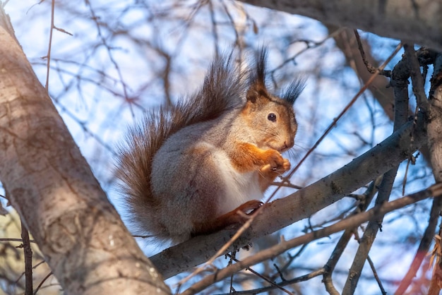 Flauschiges Eichhörnchen isst eine Nuss, die im Winter auf einem Baum sitzt