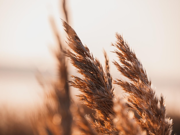 Flauschiges goldenes Schilfrohr auf dem Hintergrund des Sonnenuntergangshimmels vor Sonnenlicht. Trendiger botanischer Hintergrund aus natürlichem Pampasgras für Poster-Website-Tapetendesign. Trockenes goldenes Schilfrohr auf dem See. Herbstliche Natur, sonniger Tag