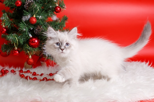 Flauschiges graues Kätzchen auf rotem Raum, Weihnachtsbaum, Neujahrsraum