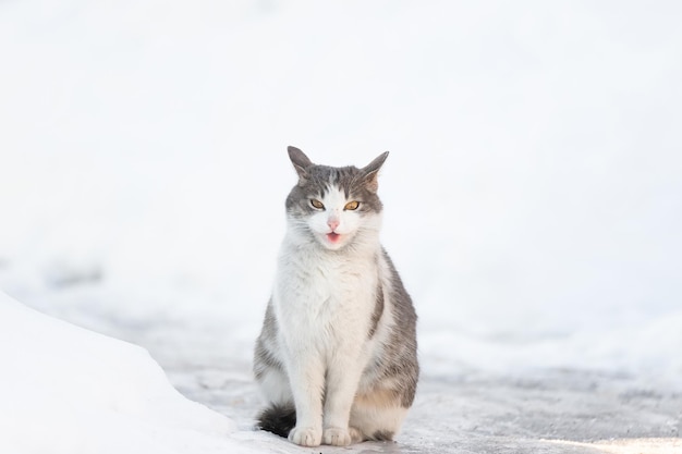 Flauschiges, helles Kätzchen, das im Schnee sitzt und im Winter nach oben schaut