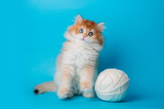 Flauschiges Kätzchen mit einem Fadenknäuel auf blauem Hintergrund