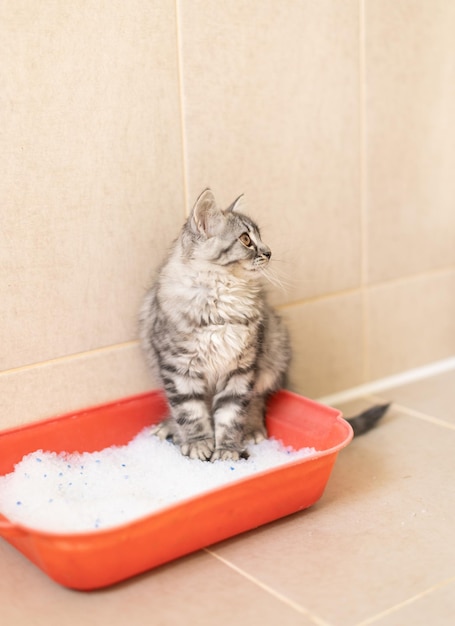 Flauschiges Kätzchen sitzt in der Toilette im Tablett