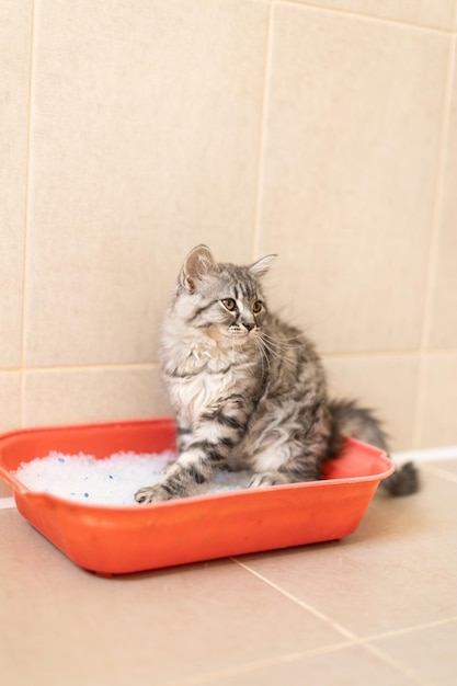 Flauschiges Kätzchen sitzt in der Toilette im Tablett