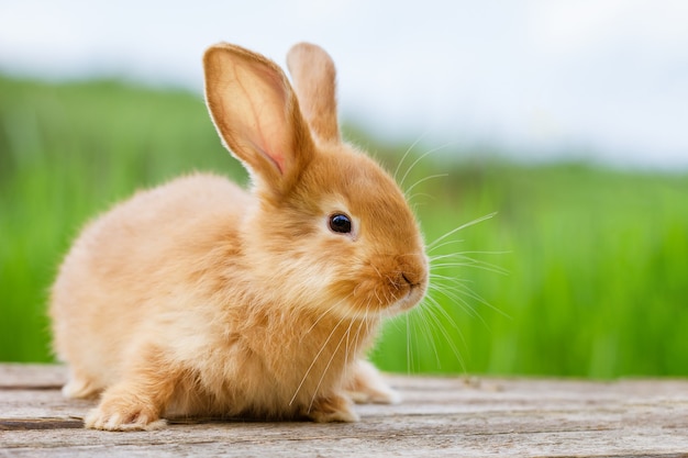 Flauschiges lustiges Ingwer-Kaninchen auf grüner Natur