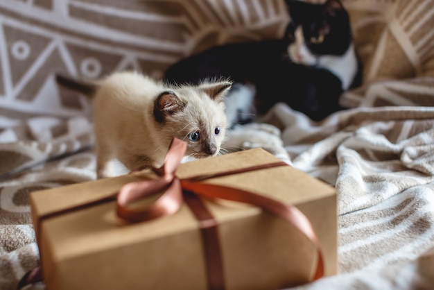 Flauschiges niedliches Kätzchen, das mit Geschenk auf einer weichen Decke spielt