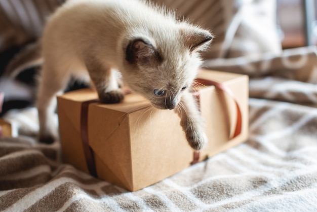 Flauschiges niedliches Kätzchen, das mit Geschenk auf einer weichen Decke spielt