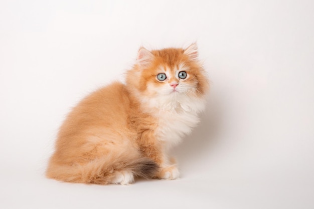 Flauschiges rotes Kätzchen, das auf einem weißen Hintergrund sitzt