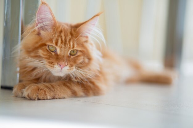 Flauschiges rotes Maine Coon-Kätzchen, das auf dem Boden liegt. Platz für Text