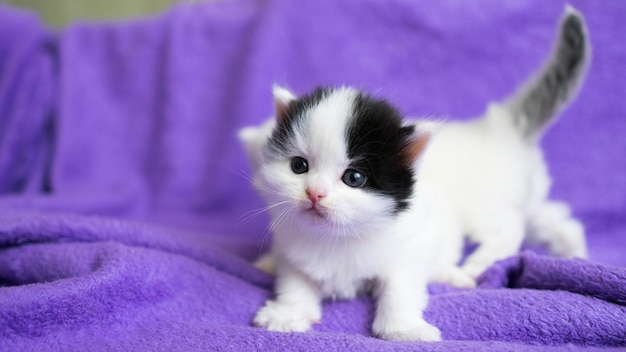 Flauschiges schwarz-weißes Kätzchen mit schönen Augen auf einem lila Plaid