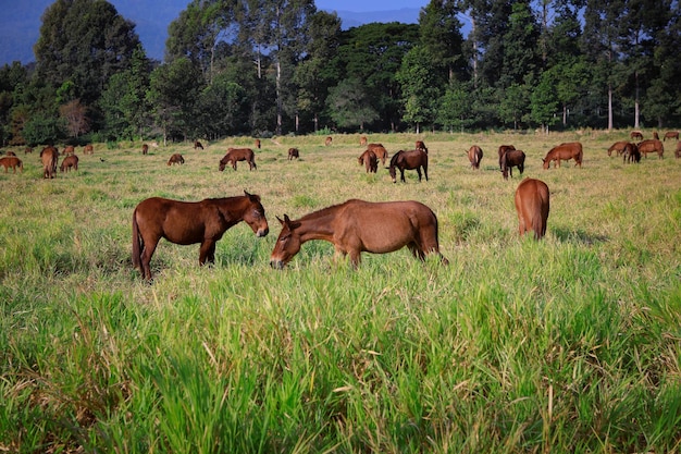 Flcok de cavalo em pé no campo de grama