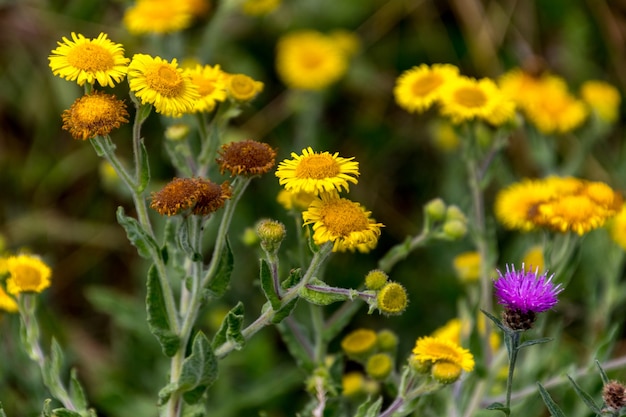 Fleabane común (Pulicaria dysenterica) y cardos floreciendo cerca del depósito de Ardingly en Sussex