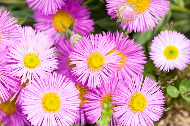 Fleabane mexicano ou karvinskianus de Erigeron na flor. Rosa com coração amarelo na família da margarida (Asteraceae)