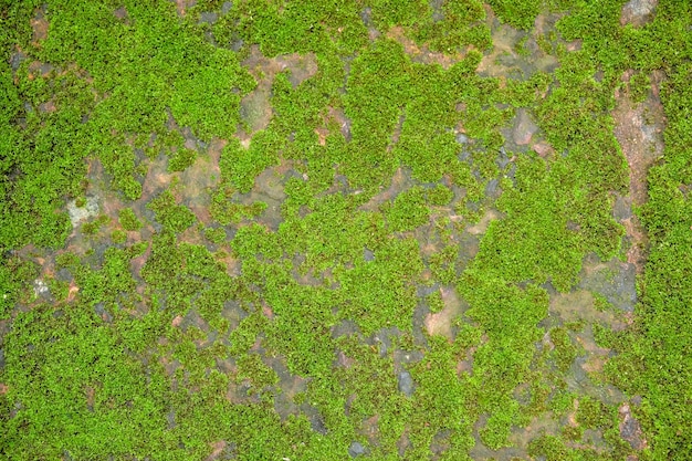 Flechte auf Backsteinmauerhintergrundbeschaffenheit